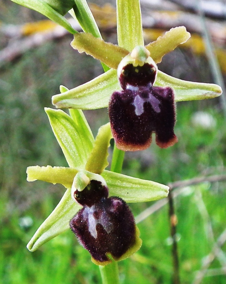 Ophris sphegodes subsp. garganica?